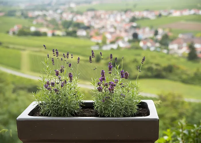 Burggarten 아파트 뉴라이닝언